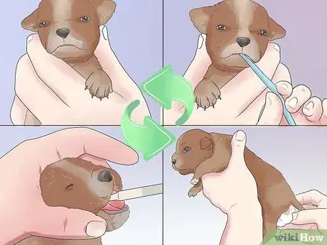 Imagen titulada Tube Feed a Puppy Step 15