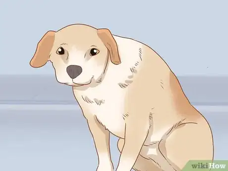 Imagen titulada Tell if Your Dog Is Depressed Step 11