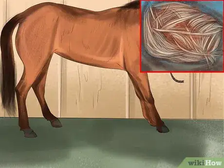 Imagen titulada Make Your Horses' Coat Shine Step 8