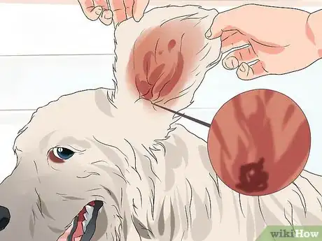 Imagen titulada Treat Ear Infections in Cocker Spaniels Step 4