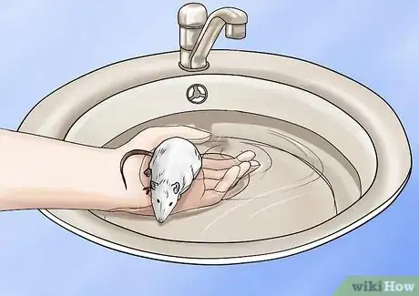 Imagen titulada Bathe Your Pet Rat Step 5