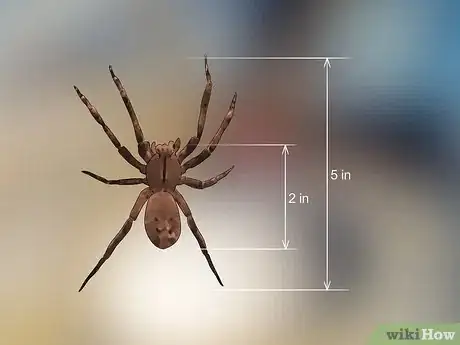 Imagen titulada Identify a Banana Spider Step 10