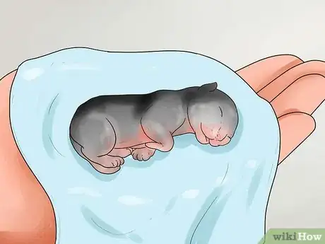 Imagen titulada Take Care of Premature Newborn Kittens Step 1