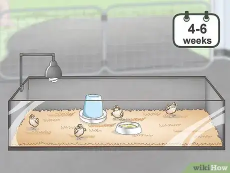 Imagen titulada Care for Quail Chicks Step 8