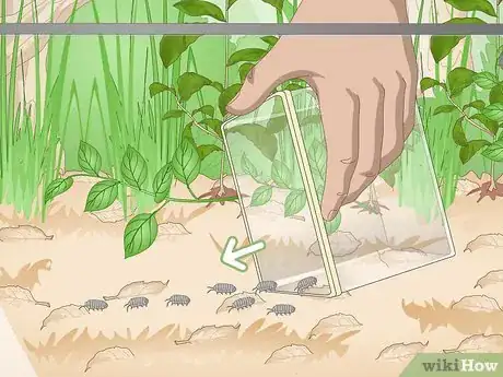 Imagen titulada Build a Vivarium Step 14