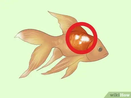 Imagen titulada Treat Fungal Infections in Fish Step 11