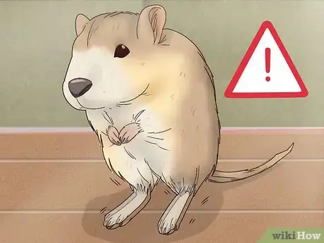 Imagen titulada Understand Gerbil Body Language Step 9