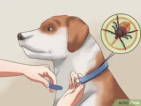 Imagen titulada Prevent Ticks on Dogs Step 7