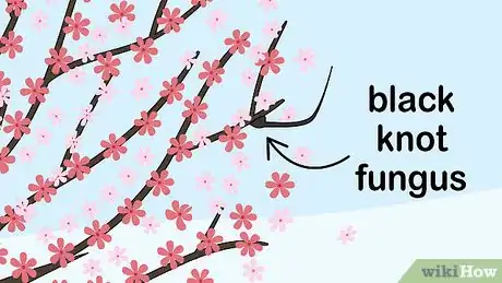 Imagen titulada Grow a Cherry Blossom Tree Step 18