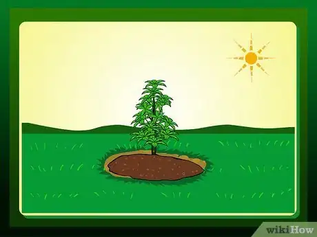 Imagen titulada Replant a Tree Step 16