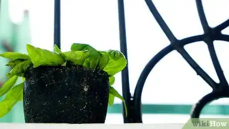 Imagen titulada Store Fresh Basil Step 18