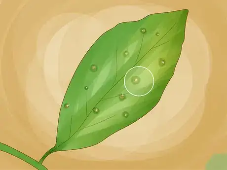 Imagen titulada Identify Lemon Tree Diseases Step 16