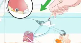 prevenir y tratar la exoftalmia en los peces betta