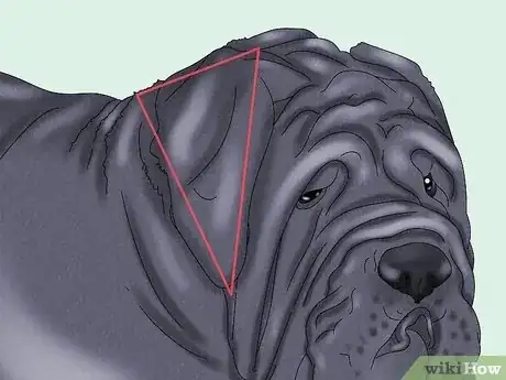 Imagen titulada Identify a Neapolitan Mastiff Step 3