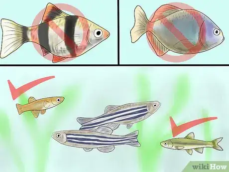 Imagen titulada Care for Zebra Danios Step 8