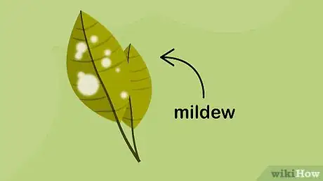 Imagen titulada Grow Crepe Myrtle Step 15