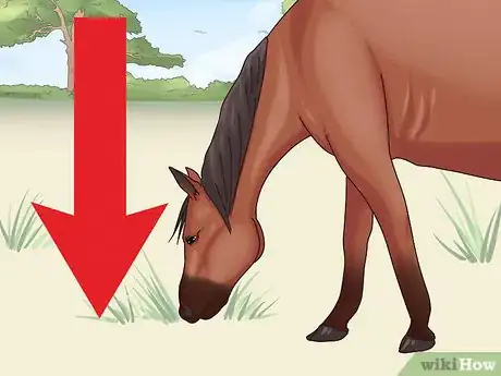 Imagen titulada Help a Horse With Choke Step 5