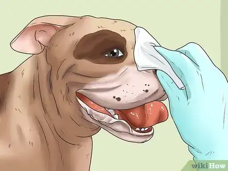 Imagen titulada Give Your Large Dog a Bath Step 17