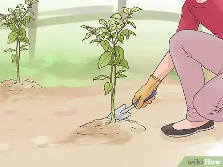 Imagen titulada Start a Peach Tree from a Pit Step 12