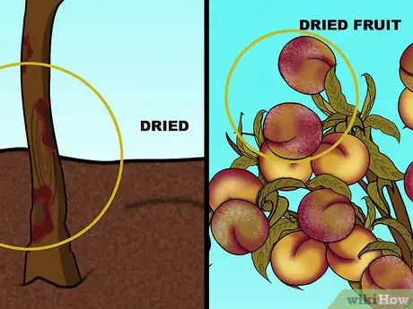 Imagen titulada Prune a Peach Tree Step 9