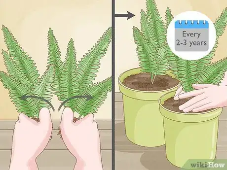 Imagen titulada Grow Fern Indoors Step 9