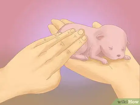 Imagen titulada Care for Newborn Puppies Step 39