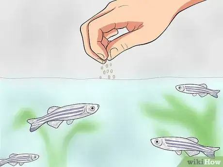 Imagen titulada Care for Zebra Danios Step 9