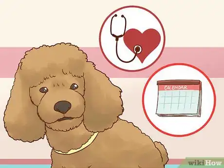 Imagen titulada Care for a Poodle Step 12