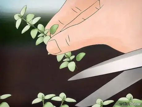 Imagen titulada Grow Thyme Step 10