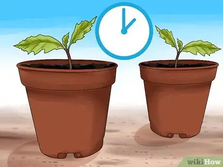 Imagen titulada Grow an Oak Tree from an Acorn Step 8