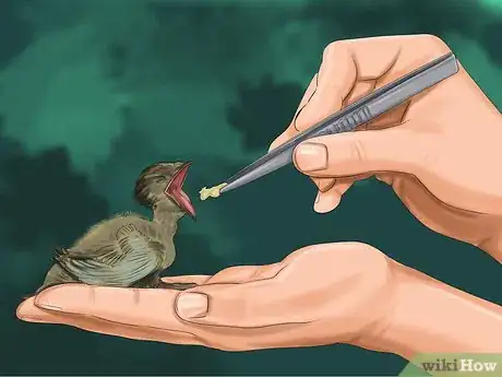 Imagen titulada Make Baby Bird Rescue Food Step 14