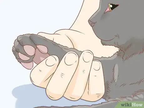 Imagen titulada Trim Your Cat's Nails Step 3