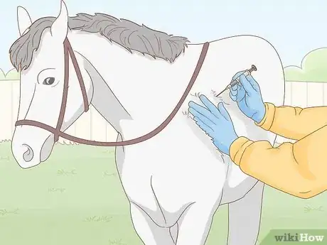 Imagen titulada Give a Horse an Injection Step 2