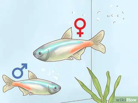 Imagen titulada Breed Neon Tetras Step 5