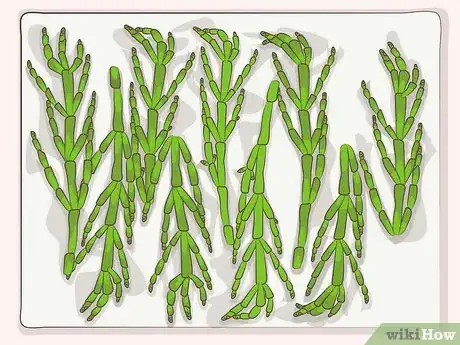 Imagen titulada Cook Sea Asparagus Step 6