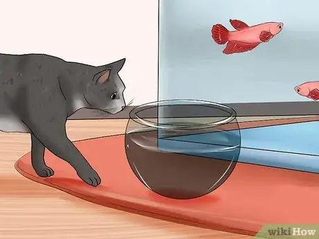 Imagen titulada Keep Fish when You Have Cats That Like to Hunt Step 10