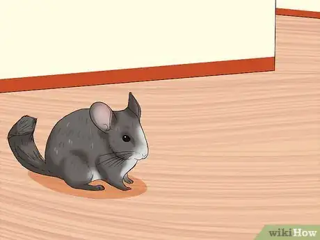 Imagen titulada Potty Train a Chinchilla Step 2