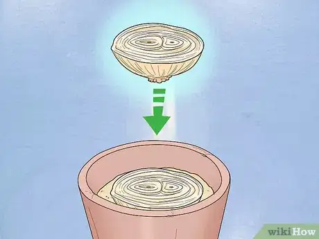 Imagen titulada Grow an Onion from an Onion Step 6