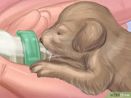 Imagen titulada Make Sure That Your Dog Is Ok After Giving Birth Step 11