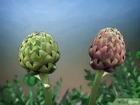 Imagen titulada Grow Artichokes Step 2