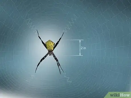 Imagen titulada Identify a Banana Spider Step 15