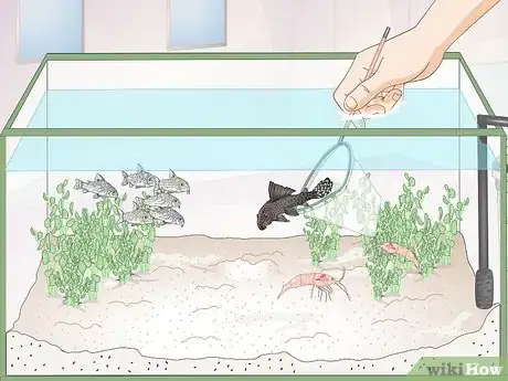 Imagen titulada Care for Corydoras Step 7