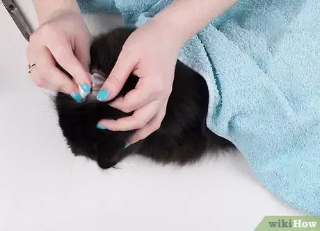 Imagen titulada Remove Ear Wax from Cats Step 9