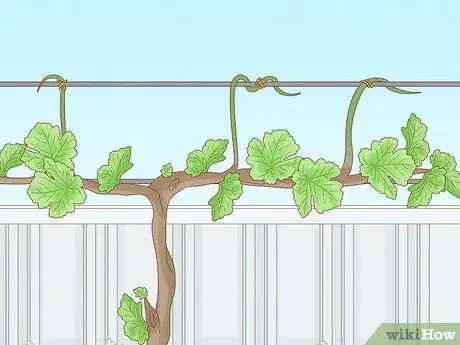 Imagen titulada Prune Grape Vines Step 7