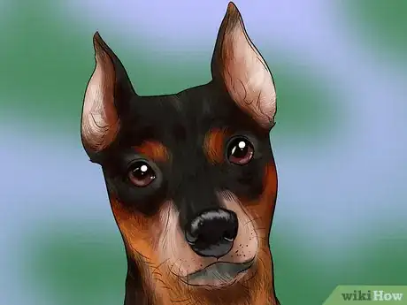 Imagen titulada Identify a Miniature Pinscher Step 3