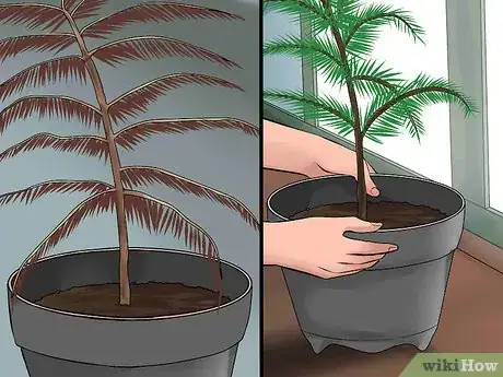 Imagen titulada Care for a Norfolk Pine Step 14