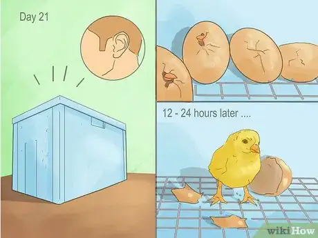 Imagen titulada Make a Simple Homemade Incubator for Chicks Step 11