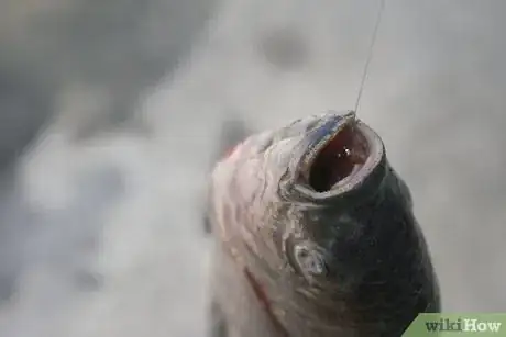 Imagen titulada Get a Hook out of a Fish's Throat Step 2