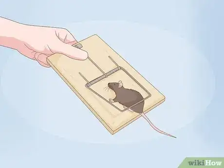 Imagen titulada Get Rid of Rats in Apartment Buildings Step 6