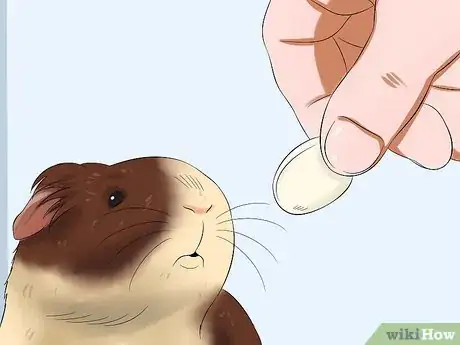 Imagen titulada Get Your Guinea Pig to Trust You Step 1